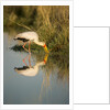 Yellow Billed Stork, Moremi Game Reserve, Botswana by Anonymous