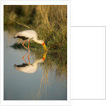 Yellow Billed Stork, Moremi Game Reserve, Botswana by Anonymous