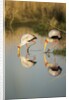 Yellow Billed Storks, Moremi Game Reserve, Botswana by Anonymous