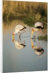 Yellow Billed Storks, Moremi Game Reserve, Botswana by Anonymous