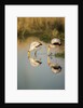 Yellow Billed Storks, Moremi Game Reserve, Botswana by Anonymous