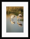 Yellow Billed Storks, Moremi Game Reserve, Botswana by Anonymous