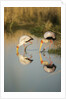 Yellow Billed Storks, Moremi Game Reserve, Botswana by Anonymous