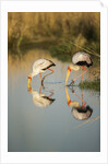 Yellow Billed Storks, Moremi Game Reserve, Botswana by Anonymous