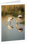 Yellow Billed Storks, Moremi Game Reserve, Botswana by Anonymous