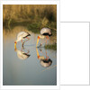 Yellow Billed Storks, Moremi Game Reserve, Botswana by Anonymous