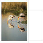 Yellow Billed Storks, Moremi Game Reserve, Botswana by Anonymous