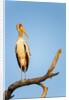 Yellow Billed Stork, Moremi Game Reserve, Botswana by Anonymous