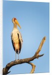 Yellow Billed Stork, Moremi Game Reserve, Botswana by Anonymous