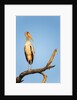 Yellow Billed Stork, Moremi Game Reserve, Botswana by Anonymous