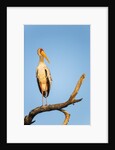 Yellow Billed Stork, Moremi Game Reserve, Botswana by Anonymous