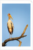 Yellow Billed Stork, Moremi Game Reserve, Botswana by Anonymous