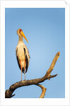 Yellow Billed Stork, Moremi Game Reserve, Botswana by Anonymous