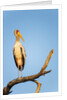 Yellow Billed Stork, Moremi Game Reserve, Botswana by Anonymous