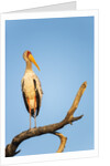 Yellow Billed Stork, Moremi Game Reserve, Botswana by Anonymous