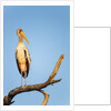 Yellow Billed Stork, Moremi Game Reserve, Botswana by Anonymous