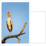 Yellow Billed Stork, Moremi Game Reserve, Botswana by Anonymous