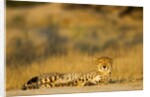 Cheetah, Moremi Game Reserve, Botswana by Anonymous