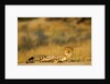 Cheetah, Moremi Game Reserve, Botswana by Anonymous