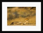 Cheetah, Moremi Game Reserve, Botswana by Anonymous