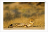 Cheetah, Moremi Game Reserve, Botswana by Anonymous