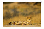 Cheetah, Moremi Game Reserve, Botswana by Anonymous