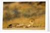 Cheetah, Moremi Game Reserve, Botswana by Anonymous