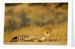 Cheetah, Moremi Game Reserve, Botswana by Anonymous