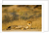 Cheetah, Moremi Game Reserve, Botswana by Anonymous