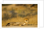 Cheetah, Moremi Game Reserve, Botswana by Anonymous