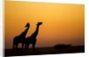 Giraffes, Nxai Pan National Park, Botswana by Anonymous