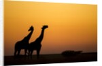 Giraffes, Nxai Pan National Park, Botswana by Anonymous