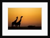 Giraffes, Nxai Pan National Park, Botswana by Anonymous