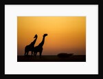 Giraffes, Nxai Pan National Park, Botswana by Anonymous