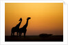 Giraffes, Nxai Pan National Park, Botswana by Anonymous
