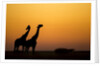 Giraffes, Nxai Pan National Park, Botswana by Anonymous