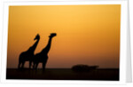 Giraffes, Nxai Pan National Park, Botswana by Anonymous
