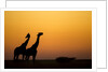 Giraffes, Nxai Pan National Park, Botswana by Anonymous