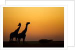 Giraffes, Nxai Pan National Park, Botswana by Anonymous