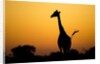 Giraffe, Nxai Pan National Park, Botswana by Anonymous