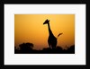 Giraffe, Nxai Pan National Park, Botswana by Anonymous
