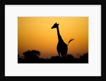 Giraffe, Nxai Pan National Park, Botswana by Anonymous