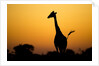 Giraffe, Nxai Pan National Park, Botswana by Anonymous