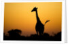 Giraffe, Nxai Pan National Park, Botswana by Anonymous