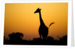 Giraffe, Nxai Pan National Park, Botswana by Anonymous