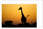 Giraffe, Nxai Pan National Park, Botswana by Anonymous