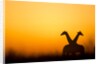Giraffes, Nxai Pan National Park, Botswana by Anonymous