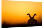 Giraffes, Nxai Pan National Park, Botswana by Anonymous