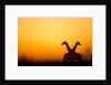 Giraffes, Nxai Pan National Park, Botswana by Anonymous