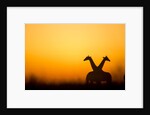 Giraffes, Nxai Pan National Park, Botswana by Anonymous